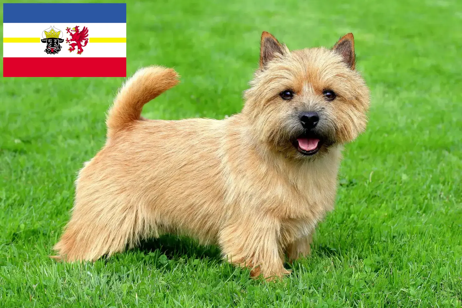 Read more about the article Mecklenburg-Vorpommern’de Norwich Terrier yetiştiricileri ve köpek yavruları