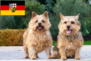 Read more about the article Saarland’da Norwich Terrier yetiştiricileri ve köpek yavruları