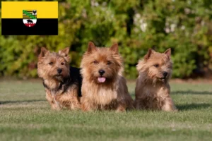Read more about the article Saxony-Anhalt’da Norwich Terrier yetiştiricileri ve köpek yavruları