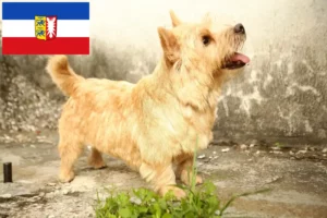Read more about the article Schleswig-Holstein’da Norwich Terrier yetiştiricileri ve köpek yavruları