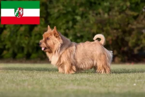 Read more about the article Kuzey Ren-Vestfalya’da Norwich Terrier yetiştiricileri ve köpek yavruları