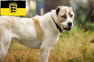 Read more about the article Baden-Württemberg’de Orta Asya Çoban Köpeği Yetiştiricisi ve Yavruları