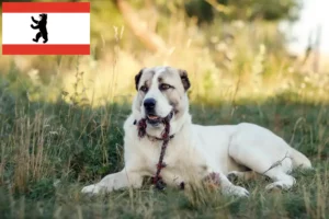 Read more about the article Berlin’de Orta Asya Çoban Köpeği Yetiştiricisi ve Yavruları
