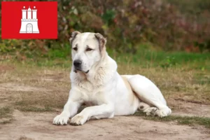 Read more about the article Hamburg’da Orta Asya Çoban Köpeği Yetiştiricisi ve Yavruları