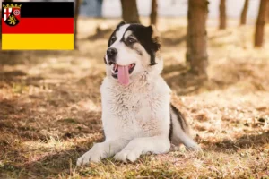 Read more about the article Rheinland-Pfalz’da Orta Asya Çoban Köpeği Yetiştiricisi ve Yavruları