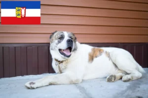 Read more about the article Schleswig-Holstein’da Orta Asya Çoban Köpeği Yetiştiricisi ve Yavruları