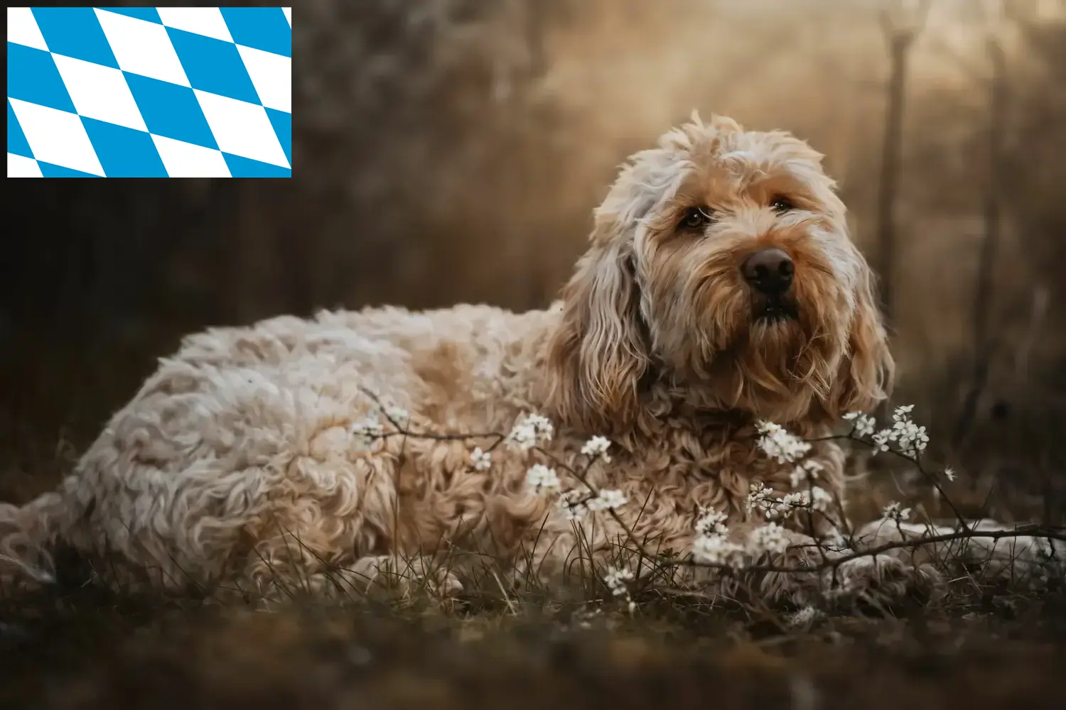 Read more about the article Bavyera’da Otterhund yetiştiricileri ve köpek yavruları