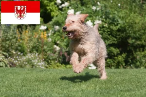 Read more about the article Brandenburg’da Otterhund yetiştiricileri ve köpek yavruları