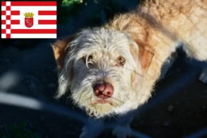 Read more about the article Bremen’de Otterhund yetiştiricileri ve köpek yavruları