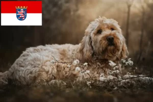 Read more about the article Hessen’de Otterhund yetiştiricileri ve köpek yavruları