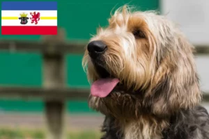 Read more about the article Mecklenburg-Vorpommern’de Otterhund yetiştiricileri ve köpek yavruları