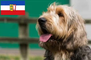 Read more about the article Schleswig-Holstein’da Otterhund yetiştiricileri ve köpek yavruları