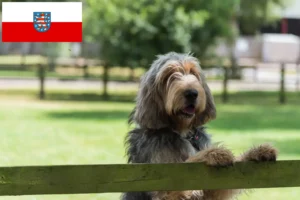 Read more about the article Thüringen’deki Otterhund yetiştiricileri ve köpek yavruları