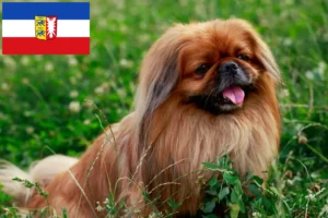 Read more about the article Schleswig-Holstein’da Pekingese yetiştiricileri ve köpek yavruları