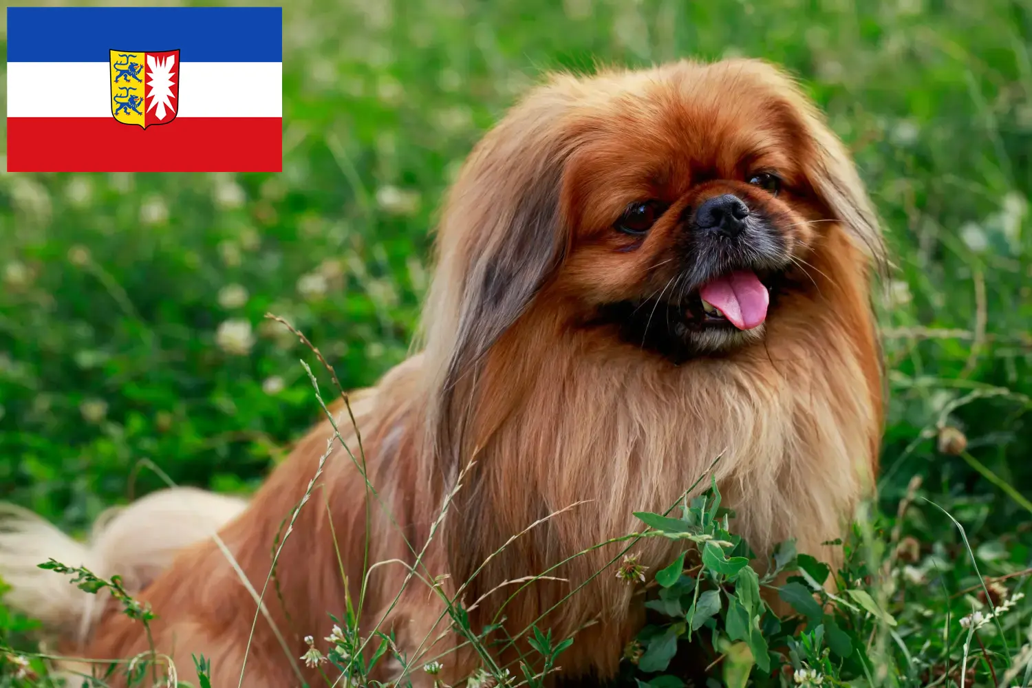 Read more about the article Schleswig-Holstein’da Pekingese yetiştiricileri ve köpek yavruları