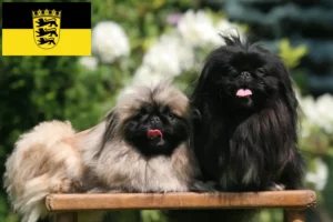Read more about the article Baden-Württemberg’de Pekingese yetiştiricileri ve köpek yavruları