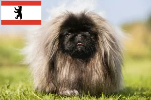 Read more about the article Berlin’de Pekinez yetiştiricileri ve köpek yavruları
