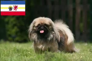 Read more about the article Mecklenburg-Vorpommern’de Pekingese yetiştiricileri ve köpek yavruları