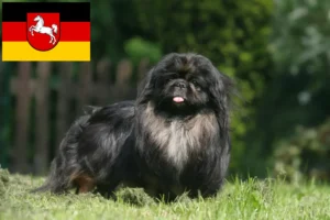 Read more about the article Aşağı Saksonya’daki Pekinez yetiştiricileri ve köpek yavruları