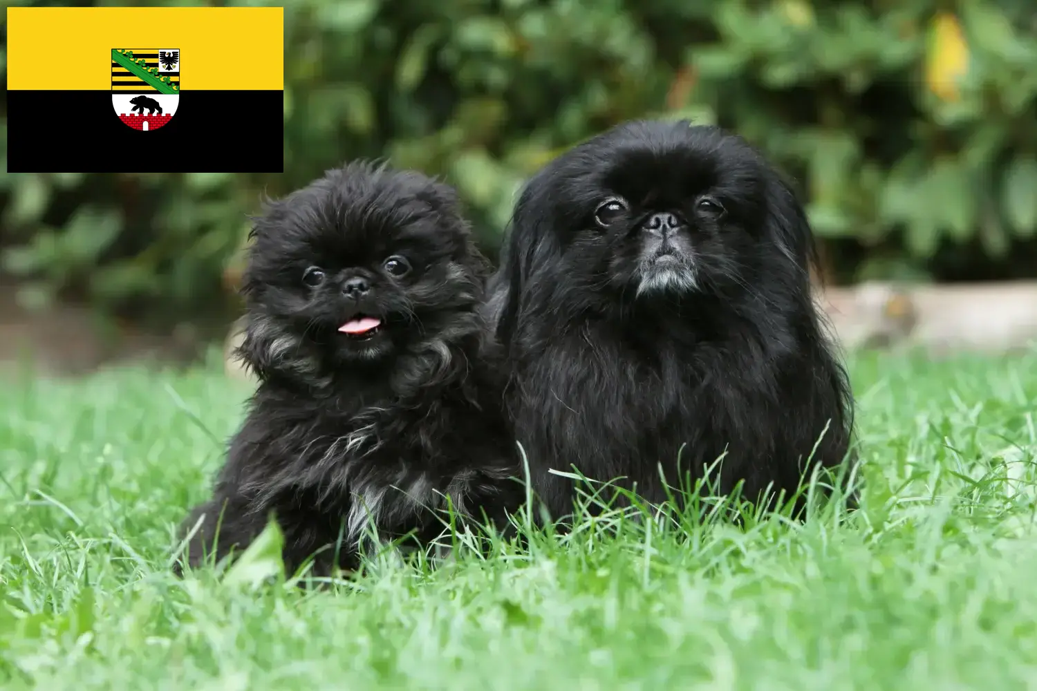 Read more about the article Saksonya-Anhalt’da Pekinez yetiştiricileri ve köpek yavruları