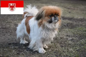Read more about the article Brandenburg’da Pekingese yetiştiricileri ve köpek yavruları