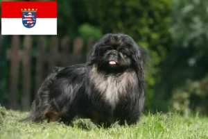 Read more about the article Hessen’deki Pekinez yetiştiricileri ve köpek yavruları