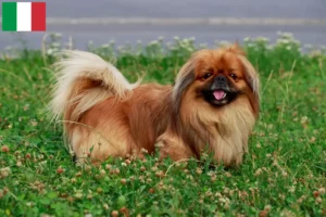 Read more about the article İtalya’da Pekinez yetiştiricileri ve yavru köpekler