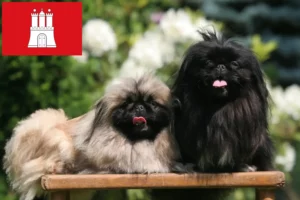 Read more about the article Hamburg’da Pekinez yetiştiricileri ve köpek yavruları