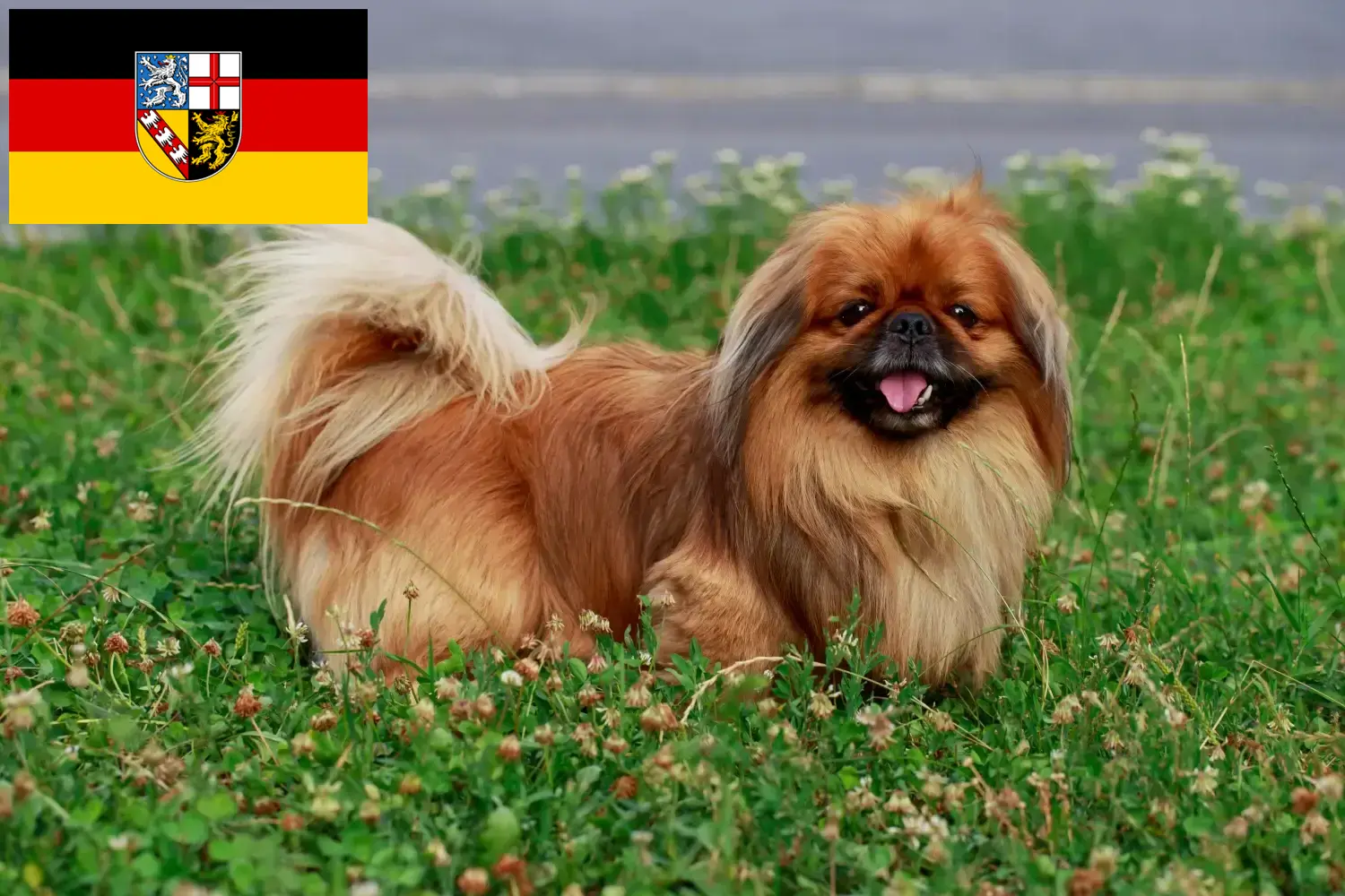 Read more about the article Saarland’da Pekinez yetiştiricileri ve köpek yavruları