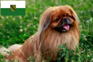 Read more about the article Saksonya’daki Pekingese yetiştiricileri ve köpek yavruları