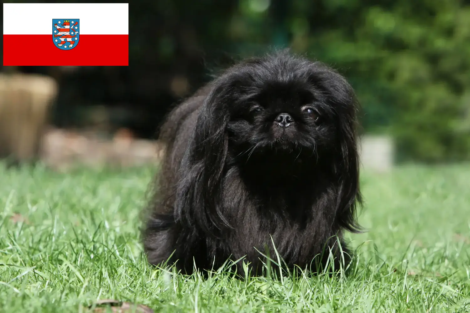 Read more about the article Thüringen’deki Pekinez yetiştiricileri ve köpek yavruları