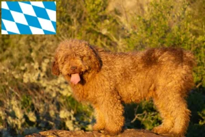 Read more about the article Bavyera’da Perro de Agua Español yetiştiricileri ve köpek yavruları