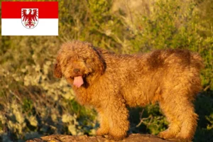 Read more about the article Brandenburg’da Perro de Agua Español yetiştiricileri ve köpek yavruları