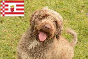 Read more about the article Bremen’de Perro de Agua Español yetiştiricileri ve köpek yavruları