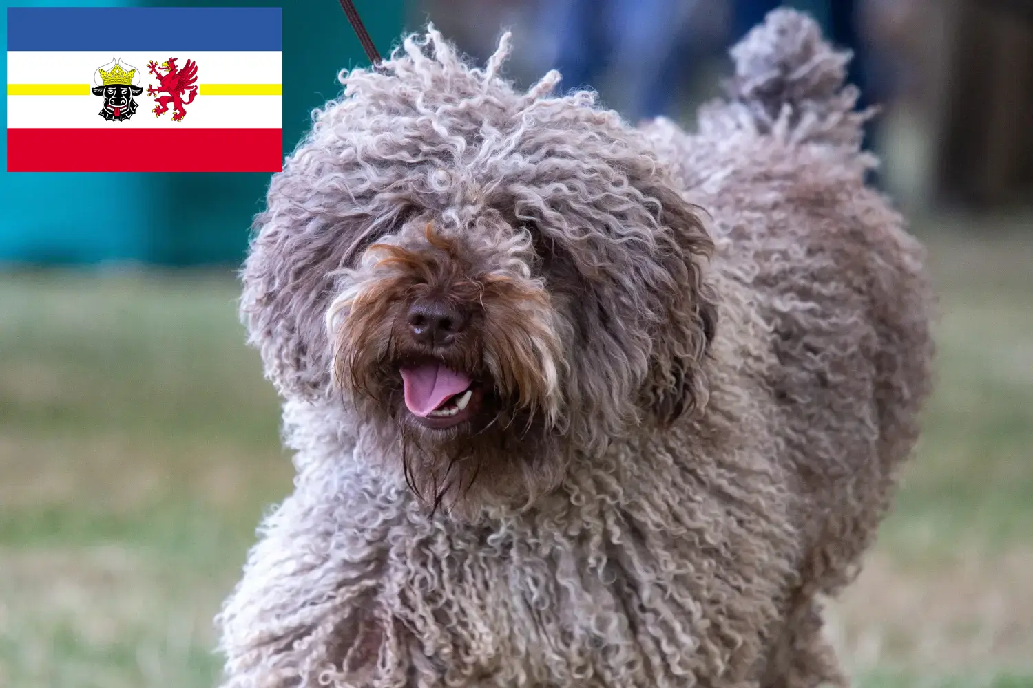 Read more about the article Mecklenburg-Vorpommern’de Perro de Agua Español yetiştiricileri ve köpek yavruları