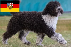 Read more about the article Saarland’da Perro de Agua Español yetiştiricileri ve köpek yavruları