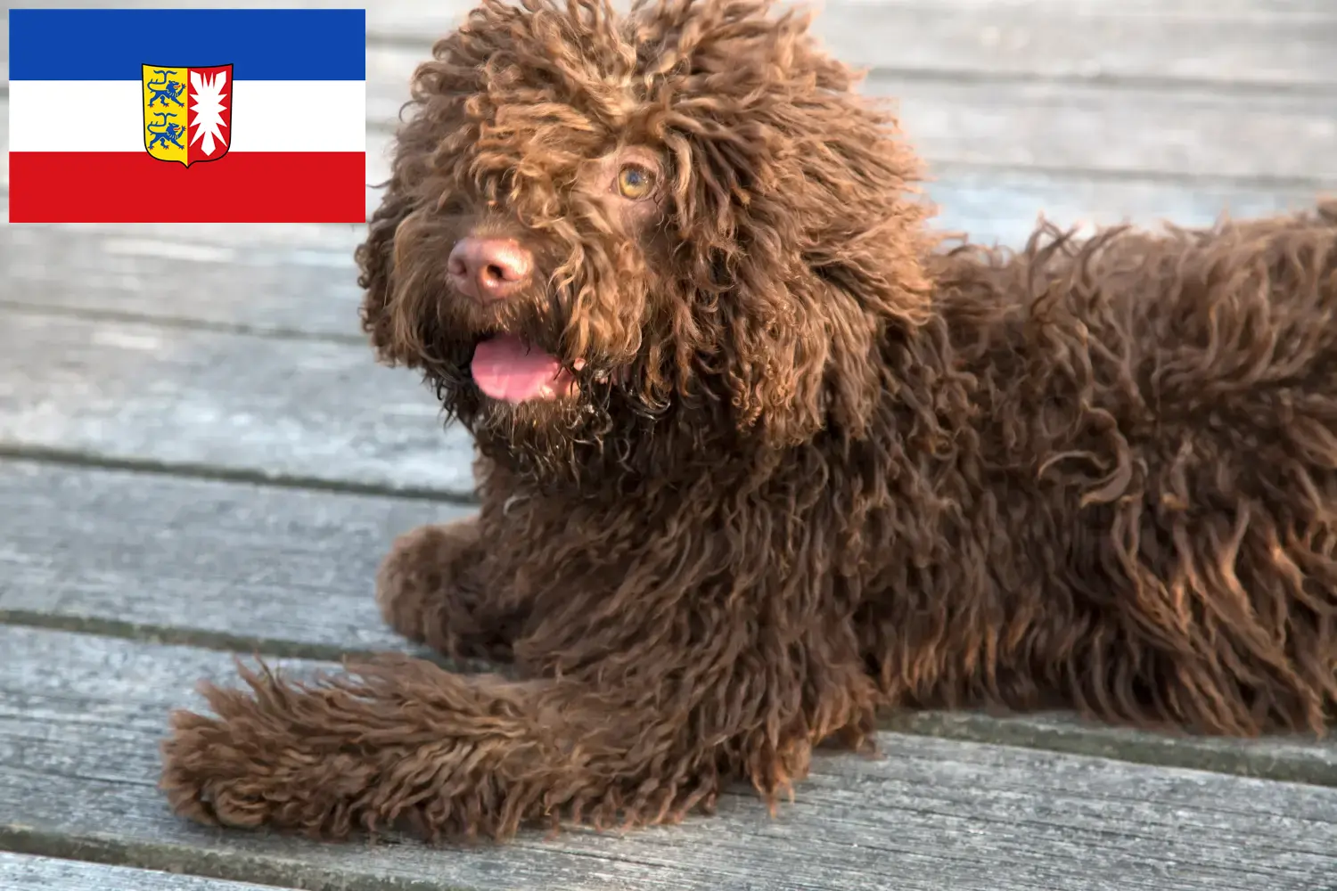 Read more about the article Schleswig-Holstein’da Perro de Agua Español yetiştiricileri ve köpek yavruları