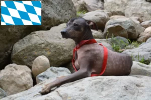 Read more about the article Bavyera’da Peru Tüysüz Köpek Yetiştiricisi ve Yavruları