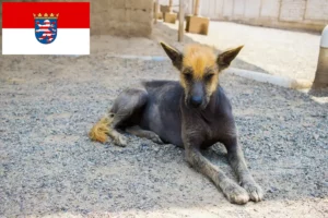 Read more about the article Hessen’de Peru Tüysüz Köpek Yetiştiricisi ve Yavruları