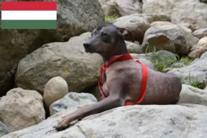 Read more about the article Macaristan’da Tüysüz Perulu Köpek Yetiştiricisi ve Yavruları
