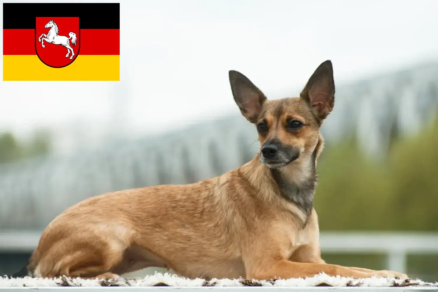 Read more about the article Aşağı Saksonya’da Tüysüz Peru Köpeği Yetiştiricisi ve Yavruları