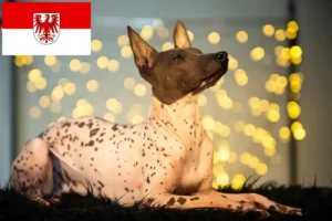 Read more about the article Brandenburg’da Tüysüz Perulu Köpek Yetiştiricisi ve Yavruları