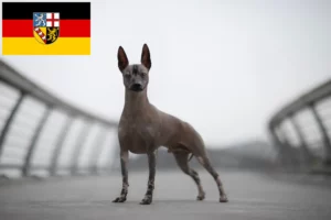 Read more about the article Saarland’da Tüysüz Perulu Köpek Yetiştiricisi ve Yavruları