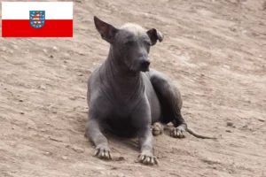 Read more about the article Thüringen’de Peru Tüysüz Köpek Yetiştiricisi ve Yavruları