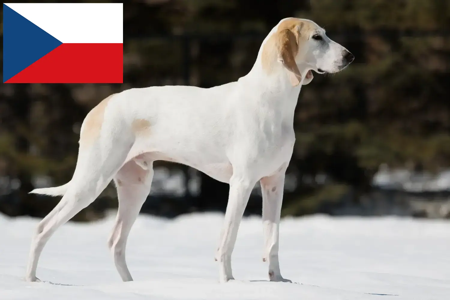 Porcelaine yavru köpek ve yetiştiricileri Çek Cumhuriyeti Burada Çek Cumhuriyeti'ndeki Porcelaine yetiştiricilerini bulabilirsiniz.