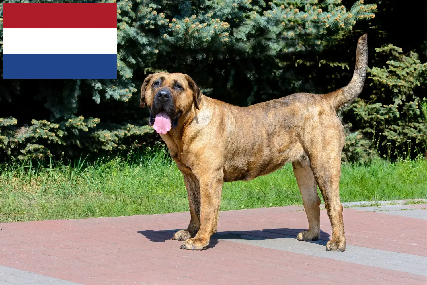 Presa Canario yavru köpek ve yetiştiricileri Hollanda Burada Hollanda'daki Presa Canarios yetiştiricilerini bulabilirsiniz.