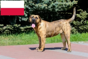 Read more about the article Polonya’da Presa Canario yetiştiricileri ve köpek yavruları