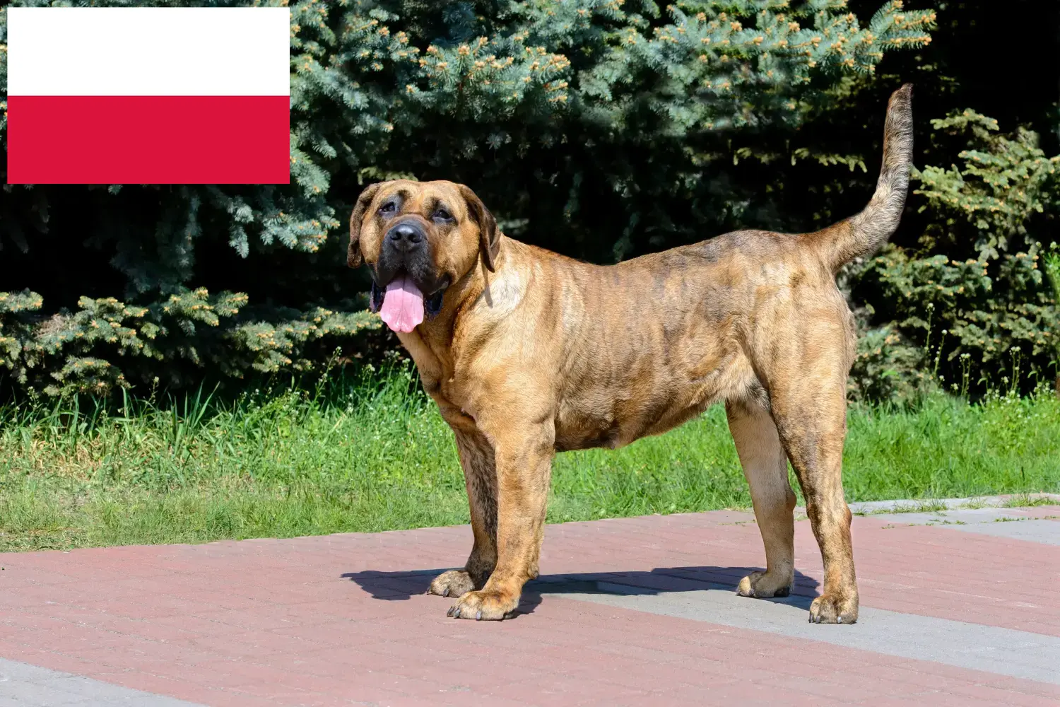 Read more about the article Polonya’da Presa Canario yetiştiricileri ve köpek yavruları