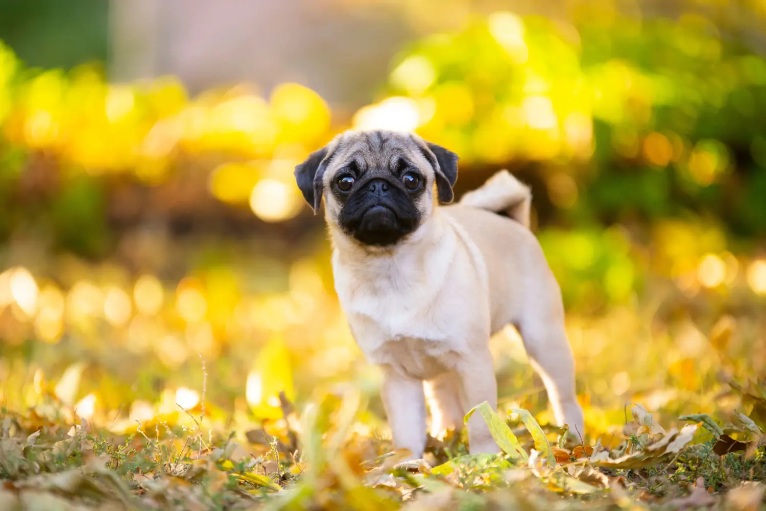 Bir pug yavrusu satın almak sorumluluk almak demektir! Pug yavrusu al.