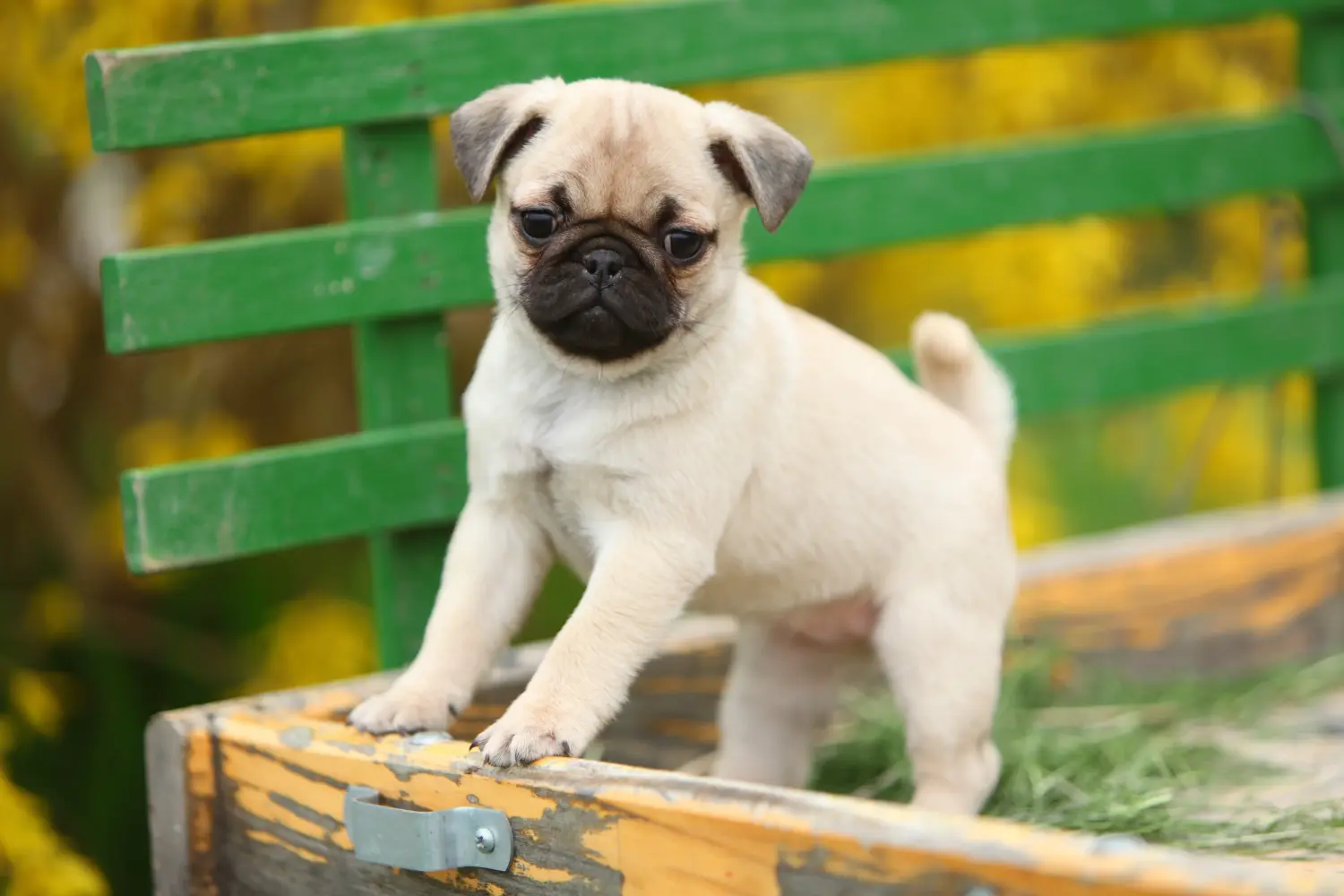 Bir pug yavrusu satın almak sorumluluk almak demektir! Pug yavrusu al.